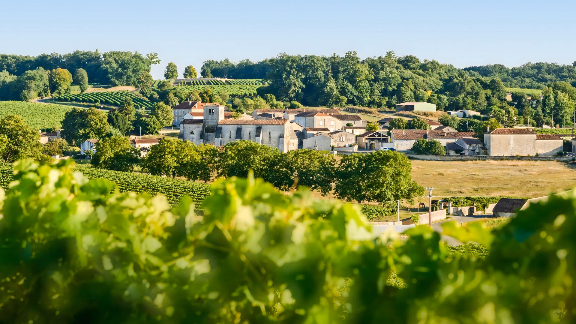 Vignobles charentais